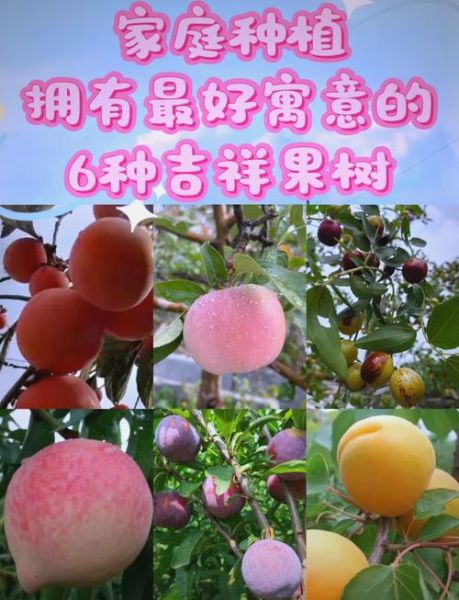 果树图片大全_如何识别常见果树品种