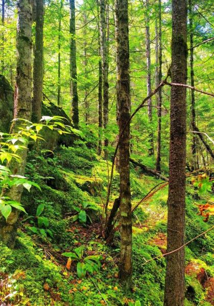 森林图片大全哪里找_如何挑选高清森林壁纸