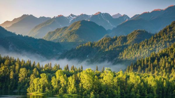 森林图片大全哪里找_如何挑选高清森林壁纸