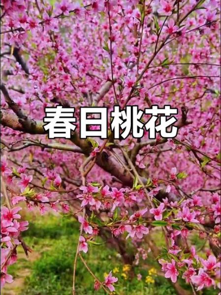 梦到桃花开是什么意思_梦见桃花盛开预示什么