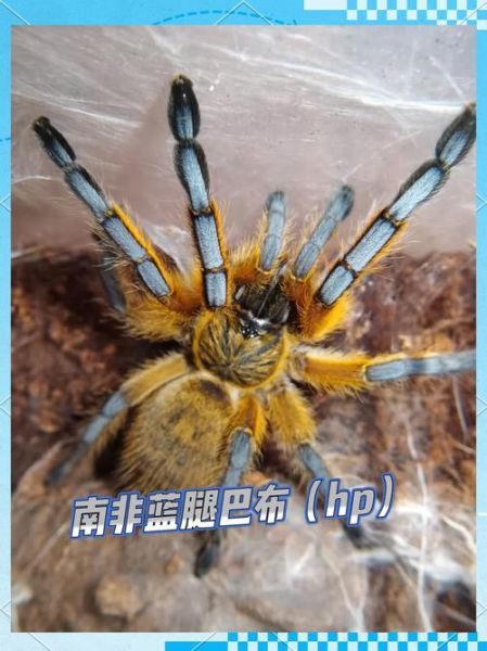 蜘蛛图片大全大图_高清蜘蛛图鉴怎么找