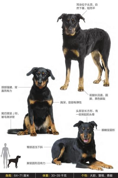 大狗图片大全_有哪些品种适合家养