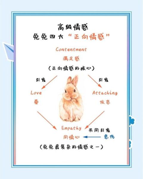 梦到两只兔子是什么意思_兔子梦境解析