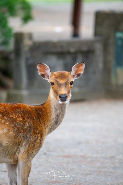 小鹿的图片大全_小鹿高清壁纸怎么找