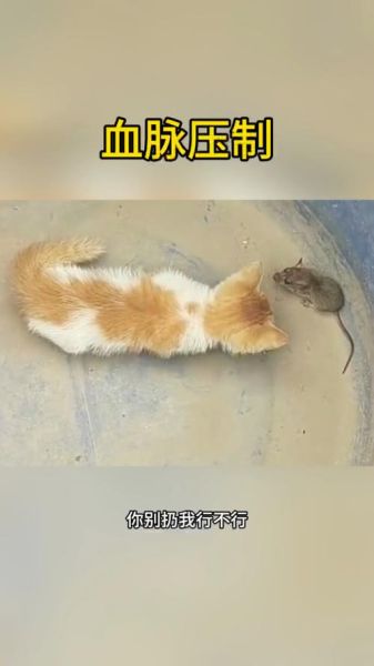 梦到猫捉老鼠是什么意思_梦见猫抓老鼠预示什么