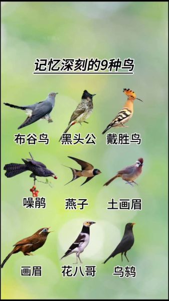 小鸟图片大全_如何分辨常见鸟类