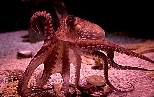 八爪鱼图片大全大图_八爪鱼高清壁纸哪里找