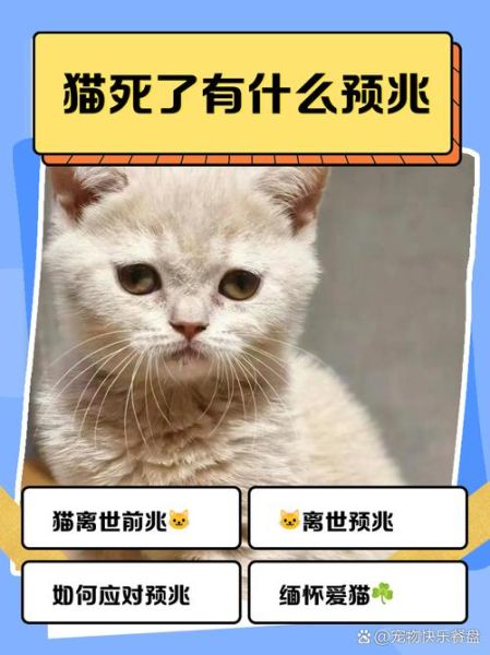 梦到死猫是什么意思_梦到死猫预示什么