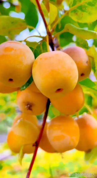 女人梦到摘成熟的果子_有什么寓意