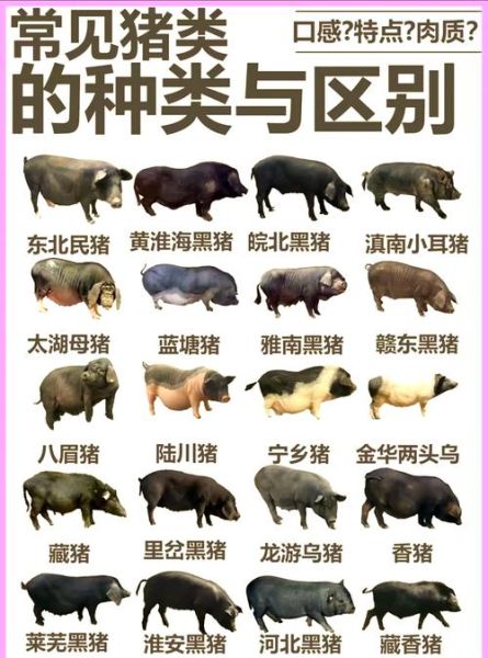 梦到一群猪是什么意思_梦见很多猪预示着什么