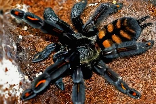 怀孕梦到蜘蛛是什么意思_孕妇梦见蜘蛛预示什么