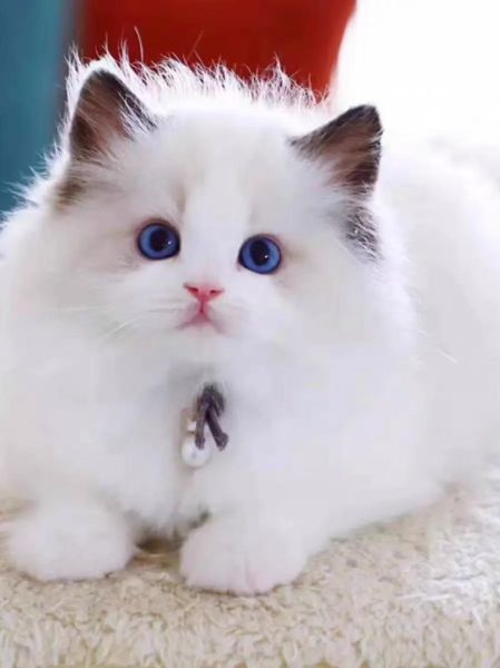 布偶猫图片大全可爱_布偶猫为什么这么可爱