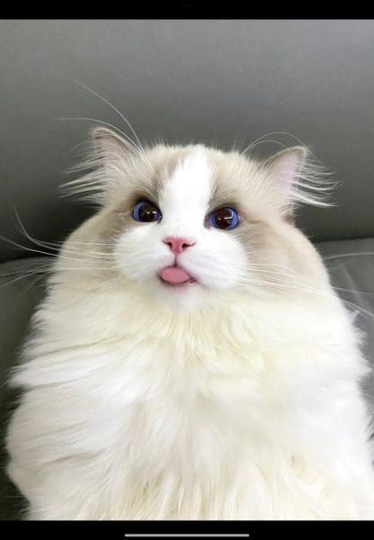 布偶猫图片大全可爱_布偶猫为什么这么可爱