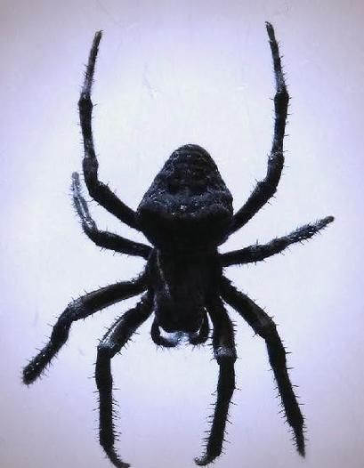 怀孕梦到蜘蛛是什么意思_孕妇梦见蜘蛛预示什么