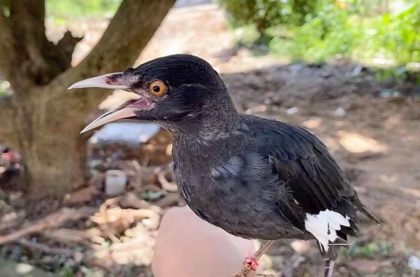 八哥图片大全大图_八哥高清图怎么找