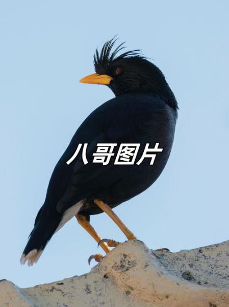 八哥图片大全大图_八哥高清图怎么找