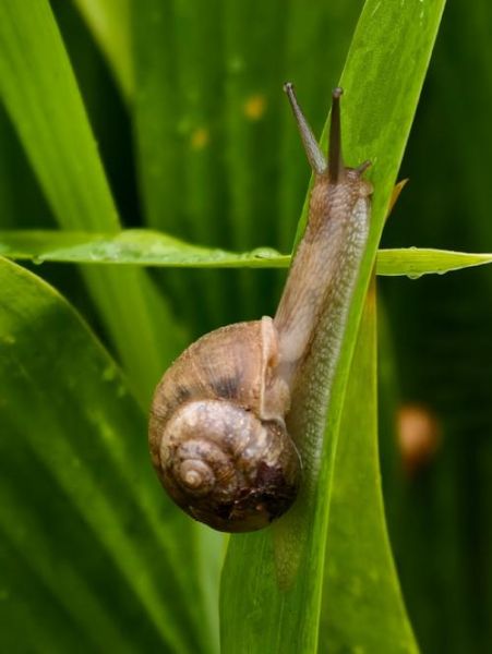 蜗牛图片大全_蜗牛高清图怎么拍
