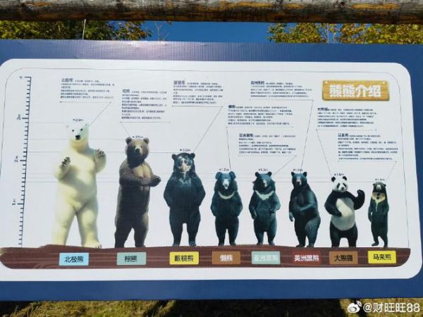 各种熊的图片大全大图_如何分辨不同熊种