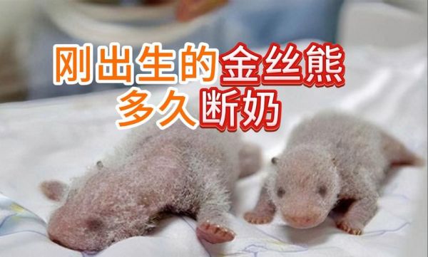 动物宝宝怎么喂养_动物宝宝多久断奶