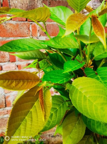 梦到树苗是什么意思_梦到树苗预示着什么