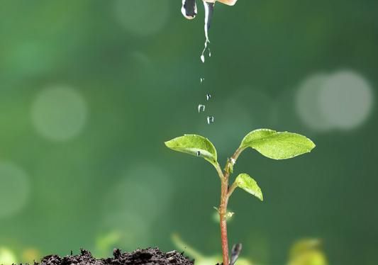 梦到树苗是什么意思_梦到树苗预示着什么