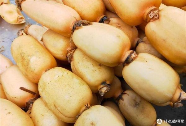 藕图片大全_藕怎么挑选新鲜