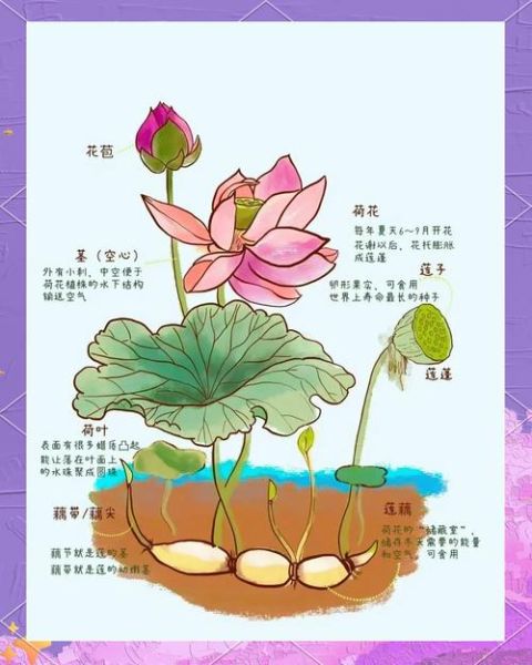 藕图片大全_藕怎么挑选新鲜