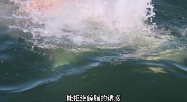 大白鲨2迅雷下载_如何安全获取高清资源