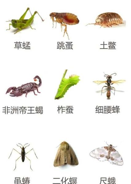 虫子图片大全大图_高清昆虫图鉴怎么找
