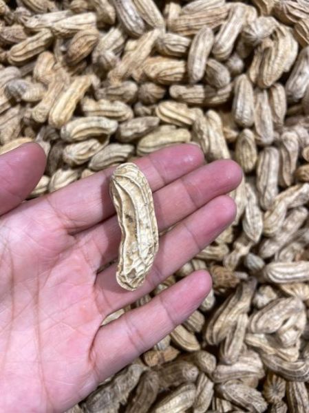 梦到种花生是什么意思_梦见种花生预示着什么