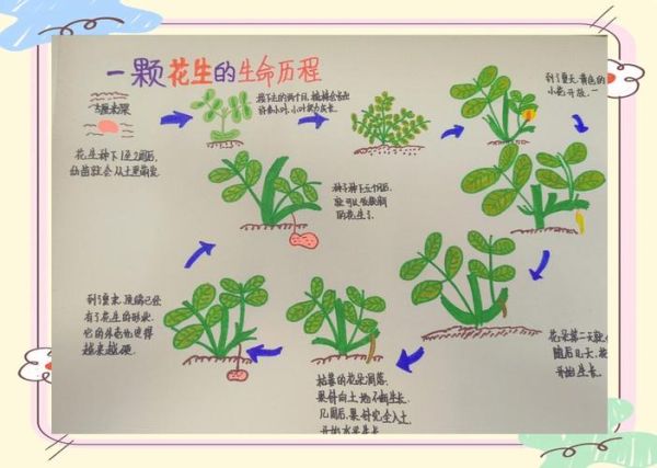 梦到种花生是什么意思_梦见种花生预示着什么
