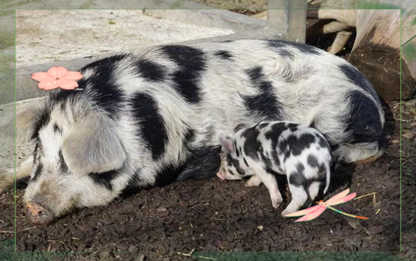 梦到小猪仔是什么意思_梦见小猪仔代表什么