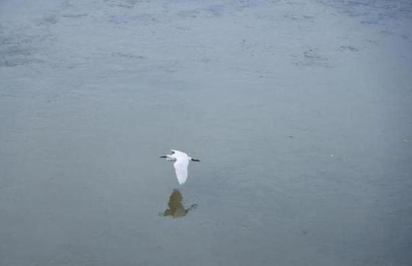 梦到大鸟是什么意思_梦见大鸟飞来飞去预示什么