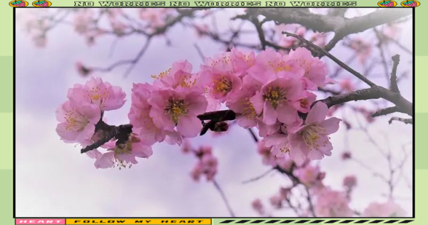 梦到桃树是什么意思_梦到桃树开花预示什么