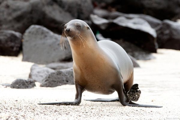 海狮图片大全大图_海狮高清壁纸哪里找