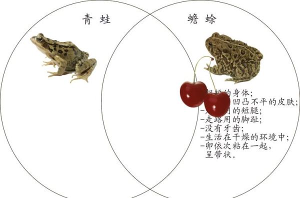 蛙类大全图片及名称_如何快速识别常见蛙种