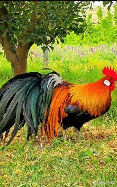 美丽公鸡图片大全_高清公鸡壁纸哪里找