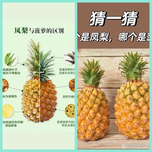 凤梨图片大全_凤梨和菠萝的区别是什么