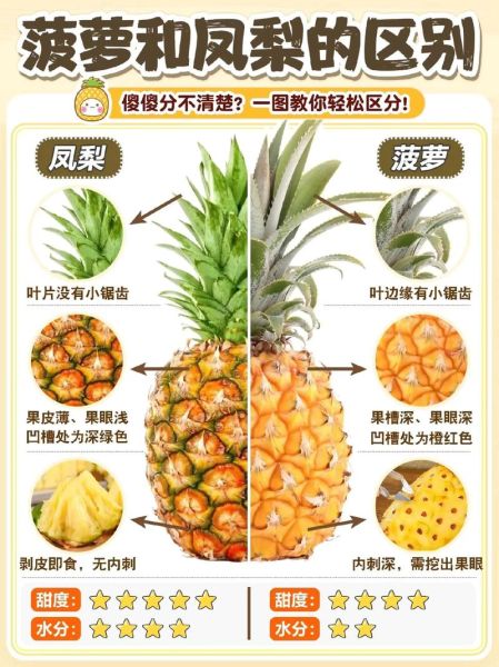 凤梨图片大全_凤梨和菠萝的区别是什么