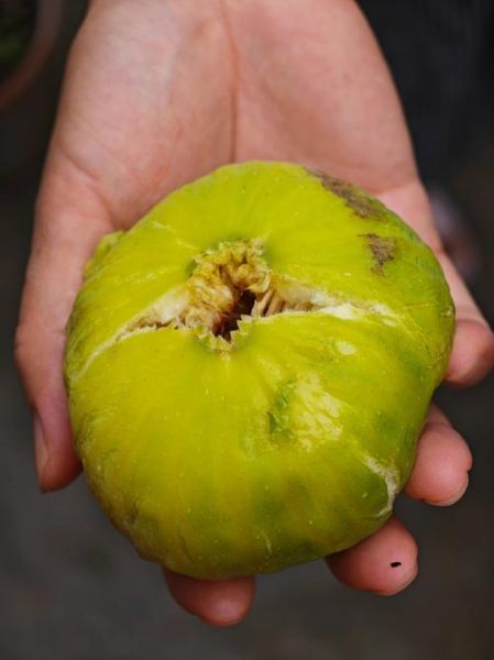 熟无花果图片大全_如何挑选成熟无花果