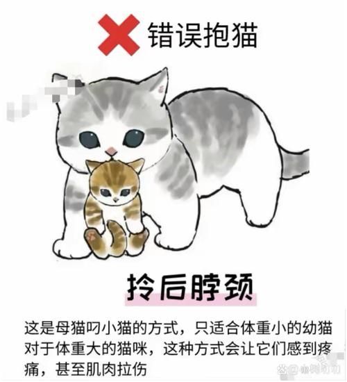 梦到猫是什么意思_梦见猫抓我代表什么