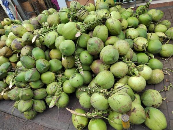 椰子图片大全大图_椰子高清图片怎么找