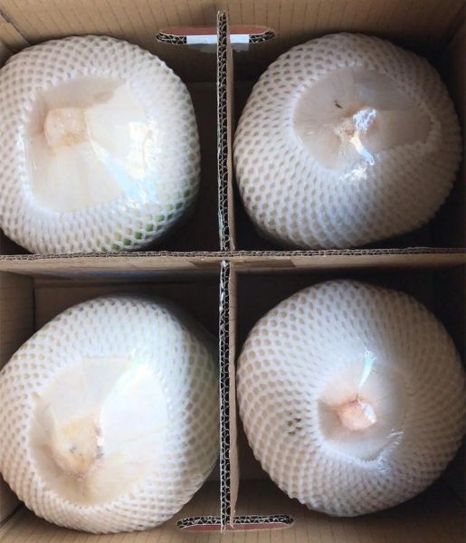 椰子图片大全大图_椰子高清图片怎么找