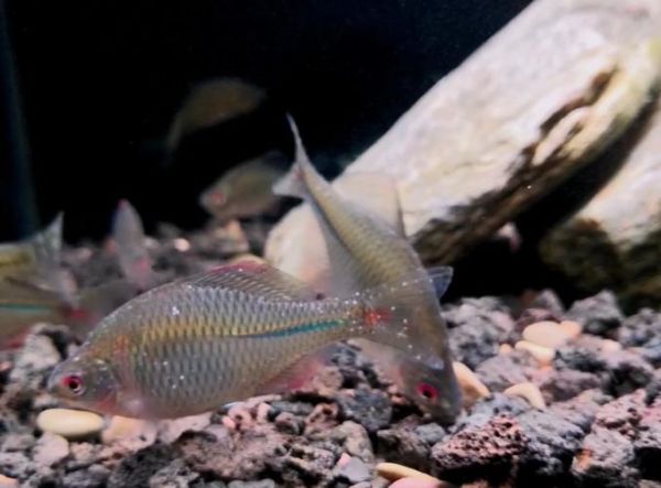 斗鱼常见病图片大全_斗鱼白点病怎么治疗