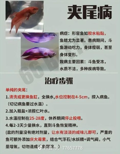 斗鱼常见病图片大全_斗鱼白点病怎么治疗