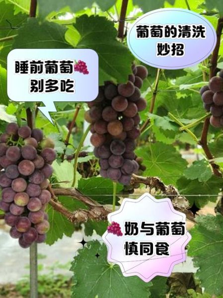 七个月宝宝能吃葡萄吗_葡萄怎么给七个月宝宝吃