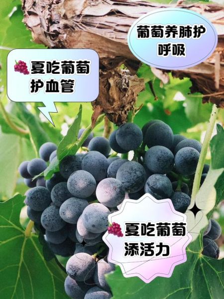 七个月宝宝能吃葡萄吗_葡萄怎么给七个月宝宝吃