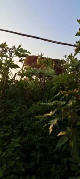 梦到放牛是什么意思_梦到放牛预示着什么