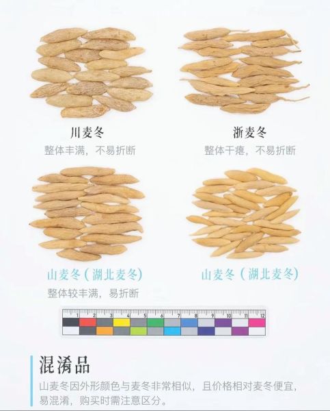 麦冬图片大全大图_如何识别优质品种