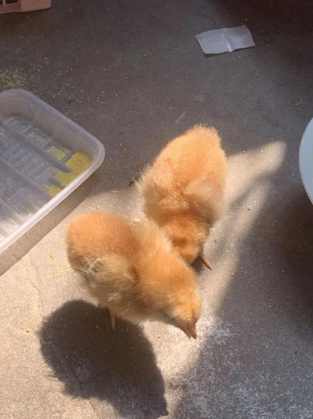 小鸡图片大全可爱_如何挑选萌宠小鸡照片